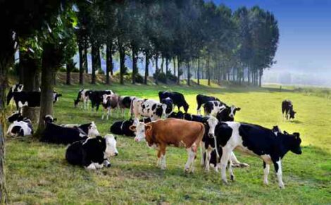 Small Scale Dairy Farms: The Benefits of Organic Milk Image